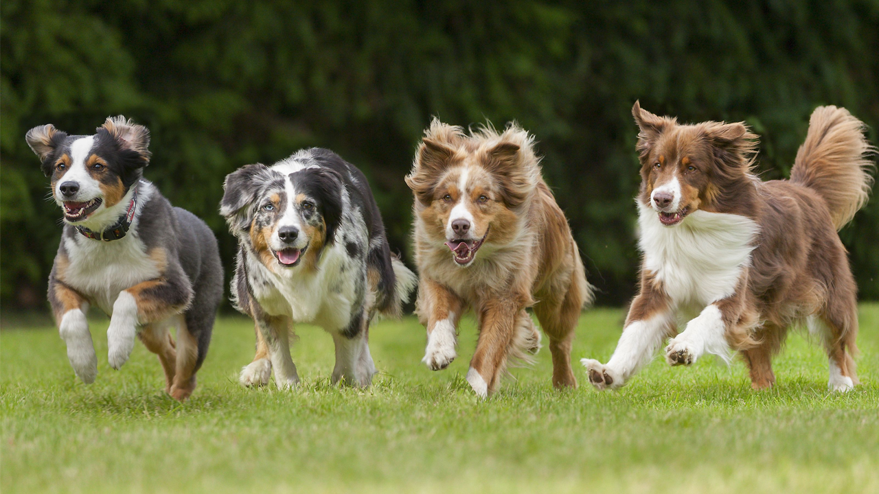 The 7 Best Canine for Working Companions (Working Breeds)